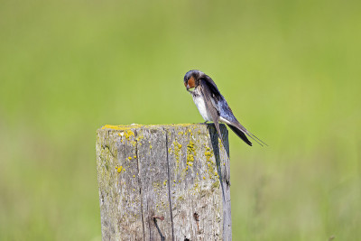 成年仓燕(Hirundo rustica)栖息在木梁上。