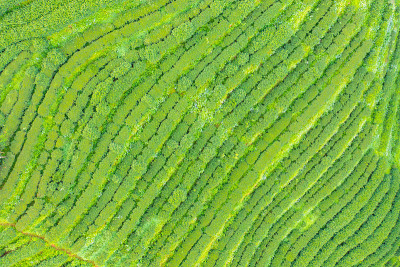 鸟瞰图的绿色新鲜茶或草莓农场，农业植物领域在亚洲。农村地区。农场的模式结构。自然景观背景。泰国清迈。