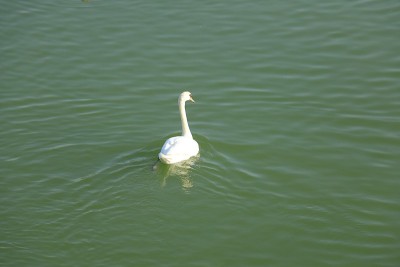 宁静的白天鹅鸭漂浮在湖中
