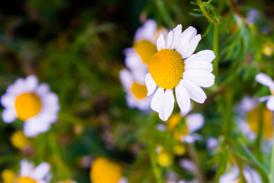 洋甘菊花卉