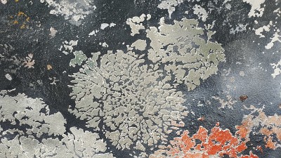 抽象的黑白背景