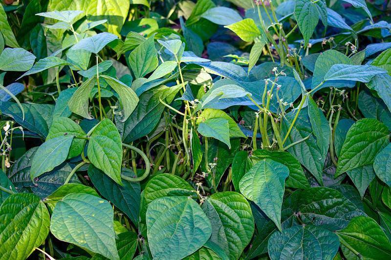 公主豆在灌木丛中的特写镜头。地点:德国，北莱茵-威斯特伐利亚