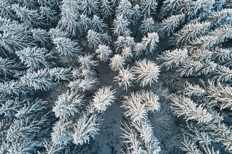 在寒冷安静的一天，从上往下鸟瞰冬季大雪后覆盖着常绿松树林的山地森林。