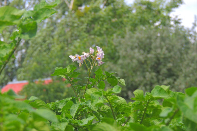 花园里的土豆