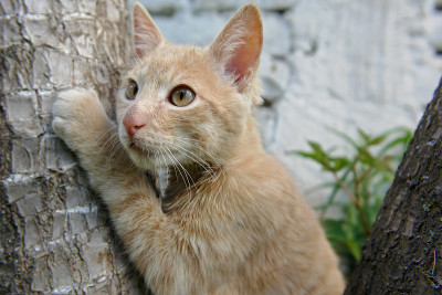 树上的小猫
