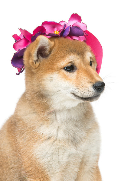漂亮的柴犬小狗在粉红色的帽子