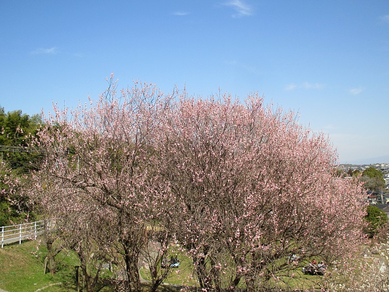 梅花的盛开预示着日本春天的到来