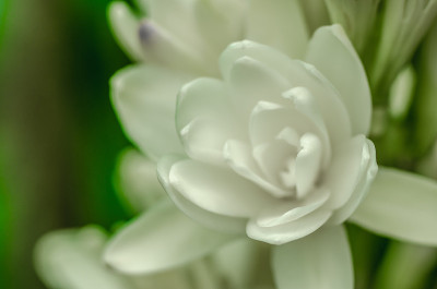 管玫瑰(晚香玉)花