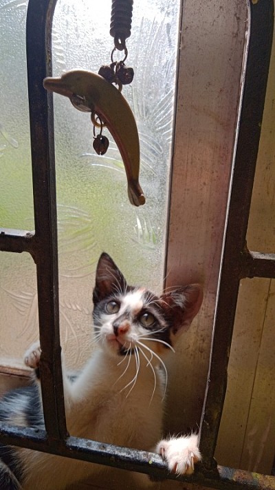 可爱的猫