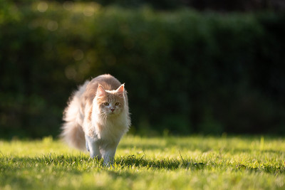 运行的猫
