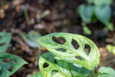 Monstera adansonii