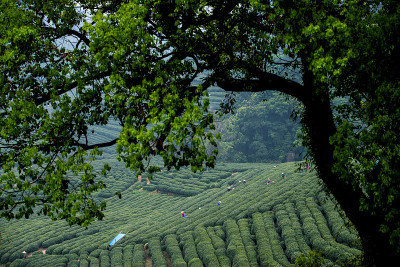 选择茶