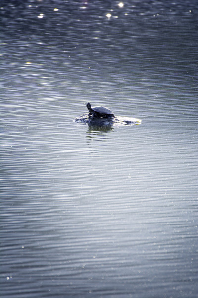 黑龟在湖塘石上晒太阳