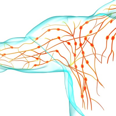 人体淋巴结解剖用于医学概念3D渲染