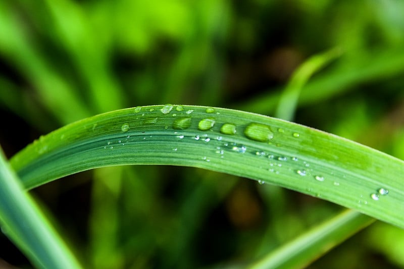 雨后的绿草上有晶莹的水珠。