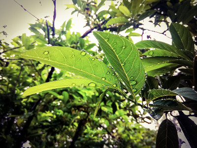 树叶