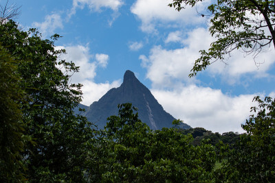 山和树