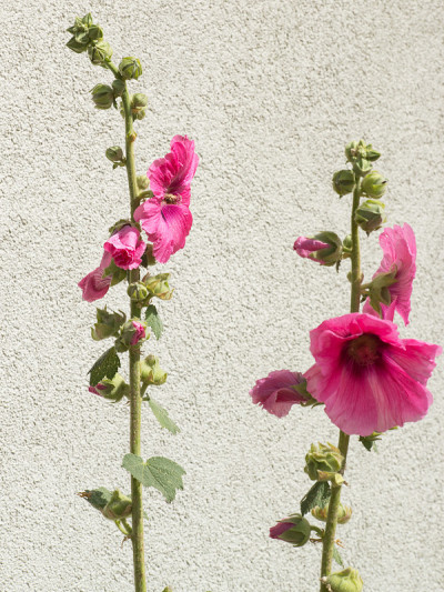 两个粉色的蜀葵