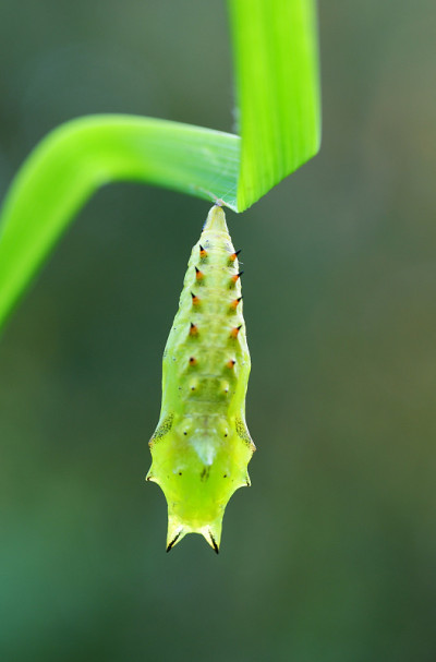 茧