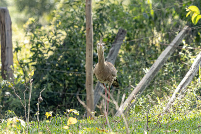 Red-legged Seriema