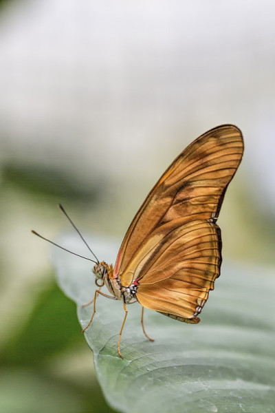 热带蝴蝶(Dryas julia)