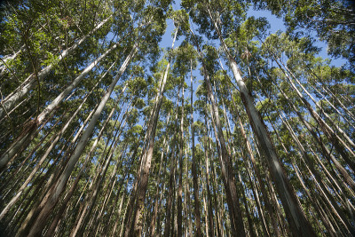 哈马库亚海岸，桉树。