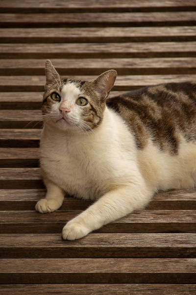 一只猫在躺椅上休息。