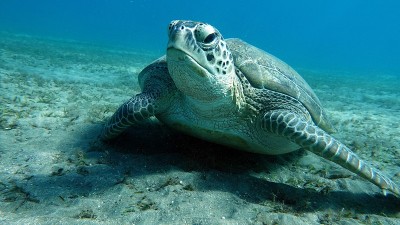 大绿海龟。