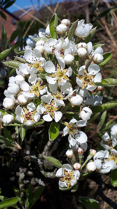 英格兰北部花园里的梨花