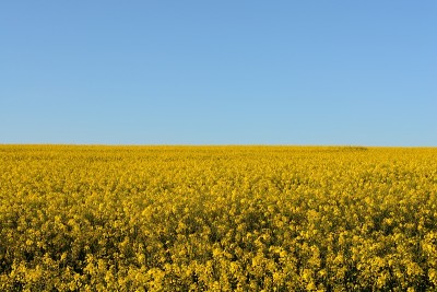油菜开花
