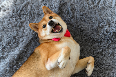 日本柴犬在客厅地毯上用领结领结红的俯视图。宠物情人的概念。动物肖像与复制空间