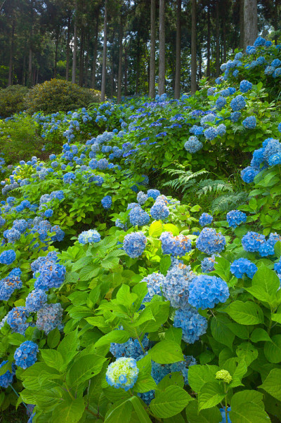 绣球花在日本熊野和道盛开