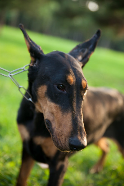 杜宾犬