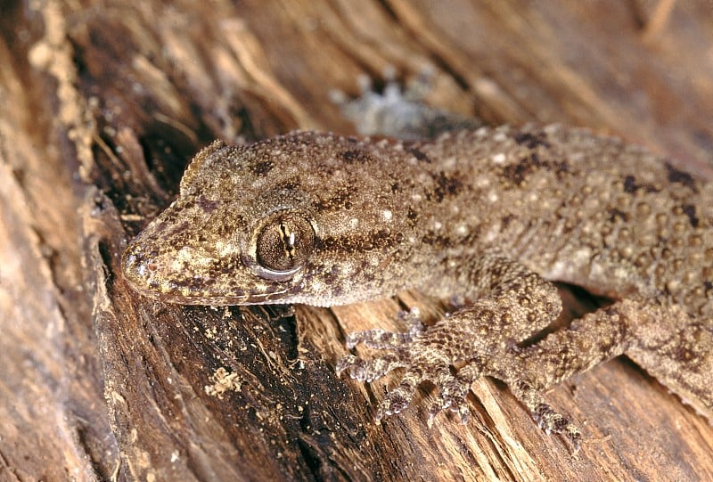 Hemidactylus Brooki。布鲁克的壁虎。一种非常常见的壁虎，在各种栖息地都能找到。头部