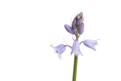 蓝铃花
