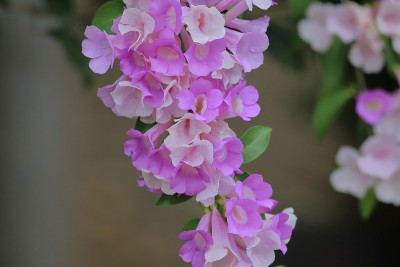 大蒜葡萄树开花