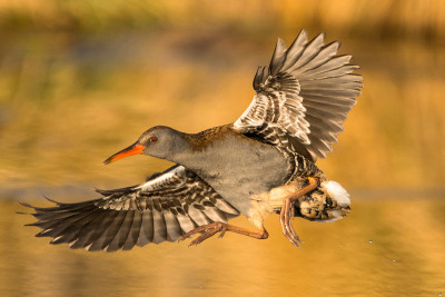 水轨(Rallus aquaticus)