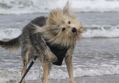 牧羊犬摇水