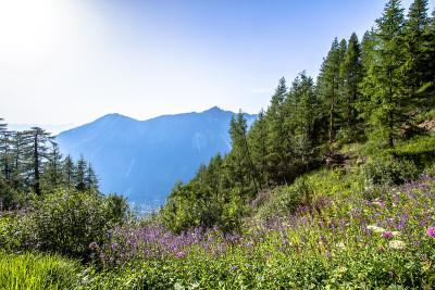 高山景观