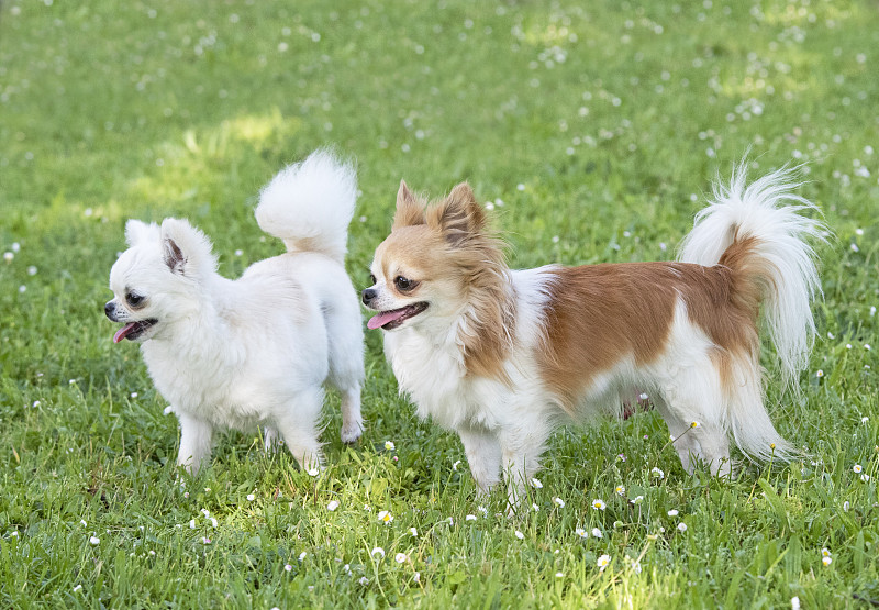 纯种吉娃娃犬