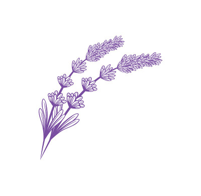 薰衣草花设计插图