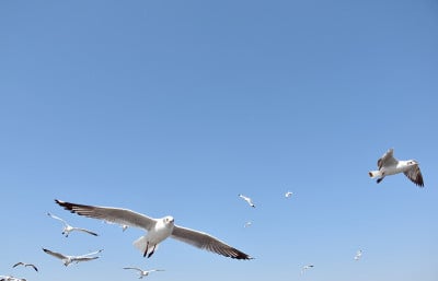海鸥在天空中飞翔