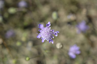 在那里scabious