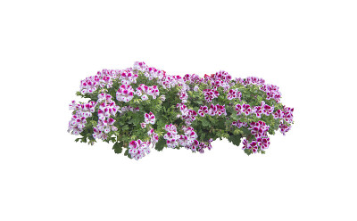 粉红色的白色矮牵牛花