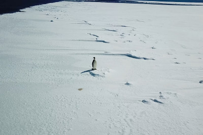 孤独的企鹅在南极洲的冰雪空间。