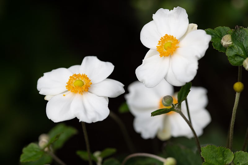 白色的日本银莲花