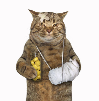 断腿的猫2