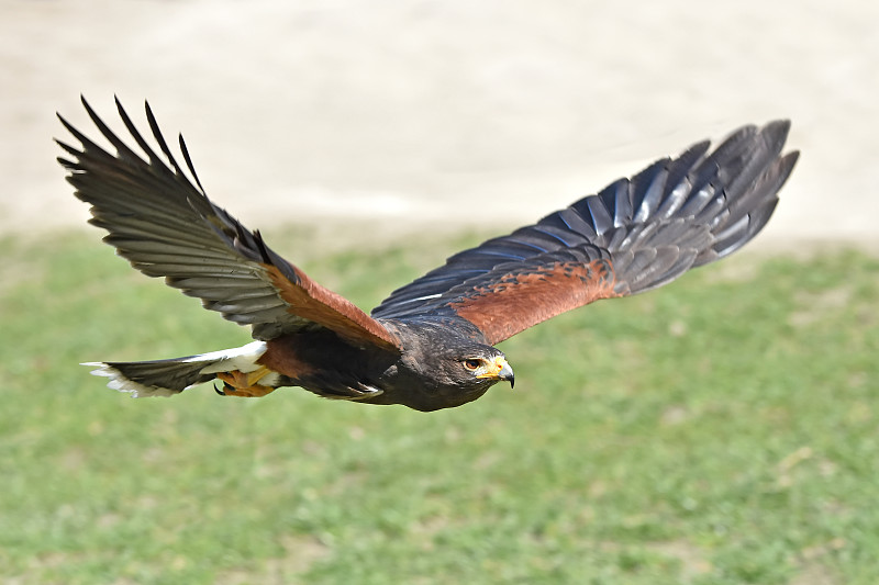 哈里斯·霍克(Parabuteo unicinctus)