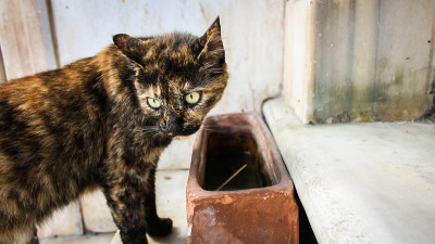 美丽的颜色的猫