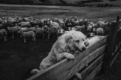 牧羊犬暂时不做保姆，需要休息一下